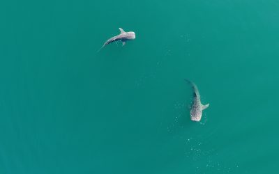¿Es posible disminuir el impacto de la actividad turística en el tiburón ballena de la bahía de La Paz?