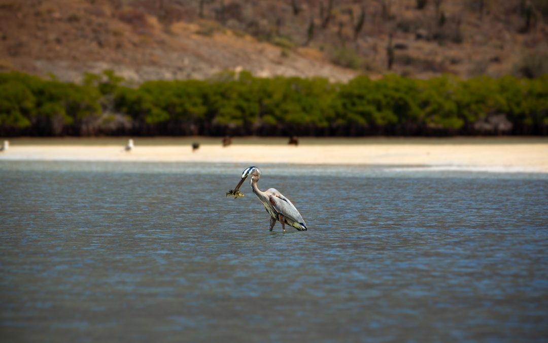 Los residentes de las costas. Hábitat de las aves playeras y estrategias de conservación