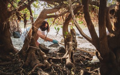 Restauración de manglares, primeros esfuerzos hacia…