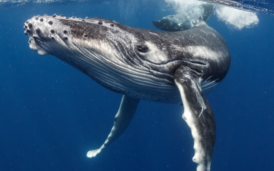 Los mamíferos más grandes del océano necesitan protección