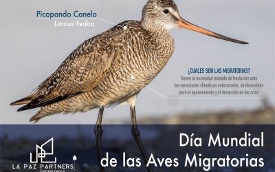 Más allá de las fronteras; aves migratorias